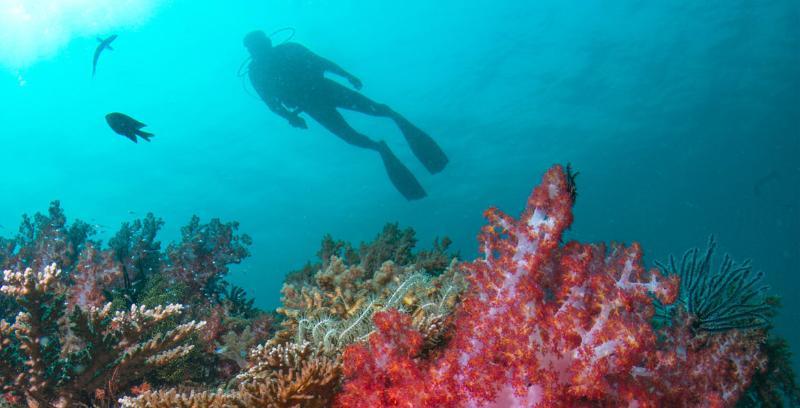Tanjong Jara Resort, Terengganu - A Small Luxury Hotels Of The World Dungun Eksteriør billede Scuba diving in the Red Sea
